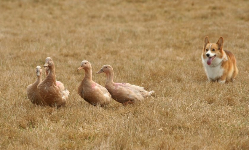 Вельш-корги