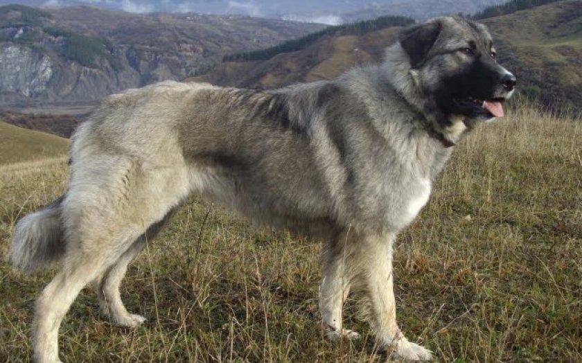 Кавказская овчарка