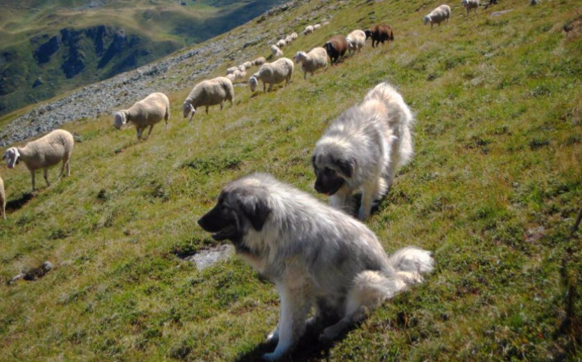 Кавказская овчарка