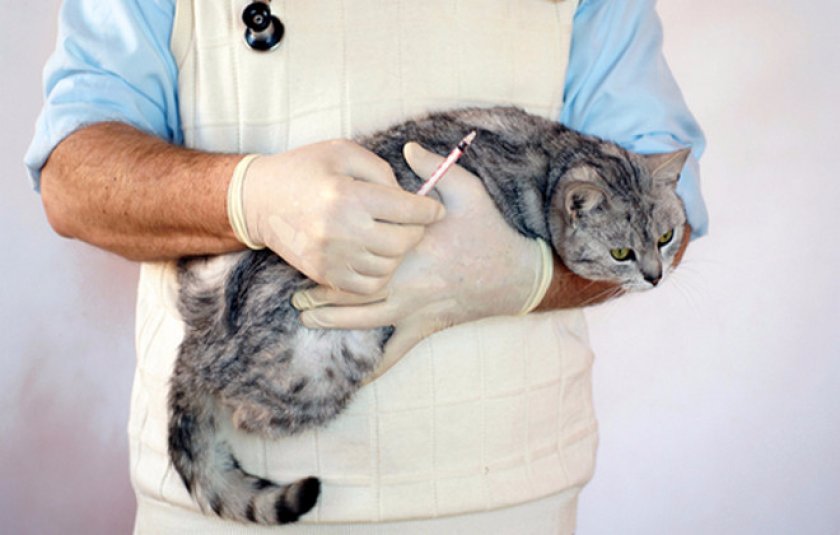 Стафилококк у кошек лечение