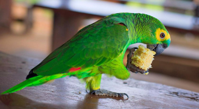 Синелобый амазон Синелобый амазон