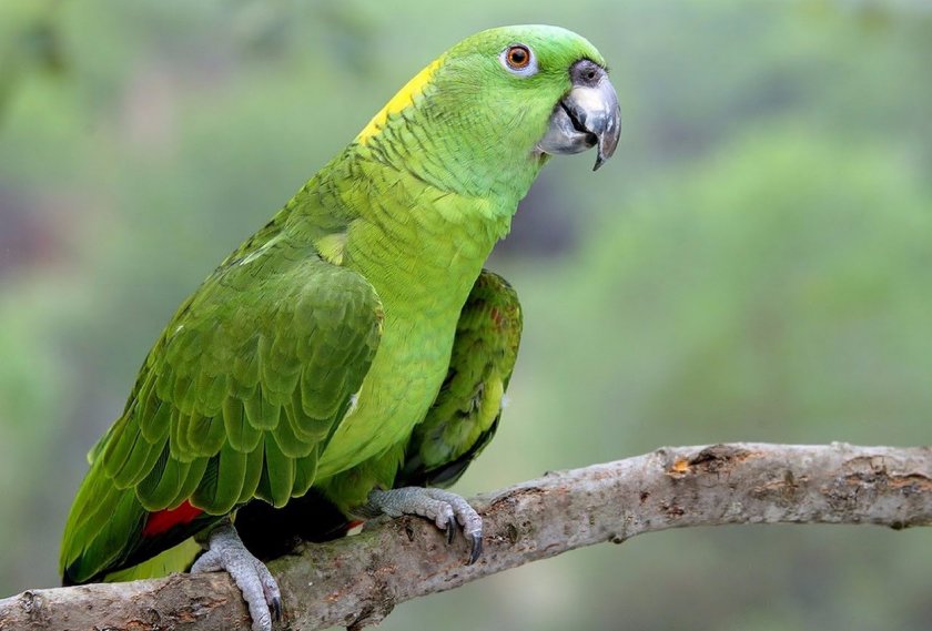 Желтошейный амазон Желтошейный амазон