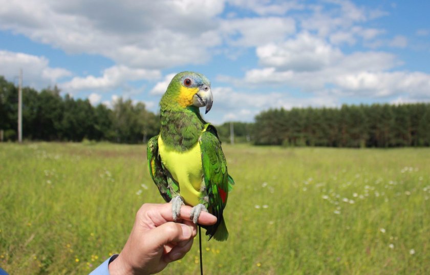 Венесуэльский амазон Венесуэльский амазон