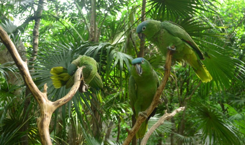 Амазон Мюллера Амазон Мюллера