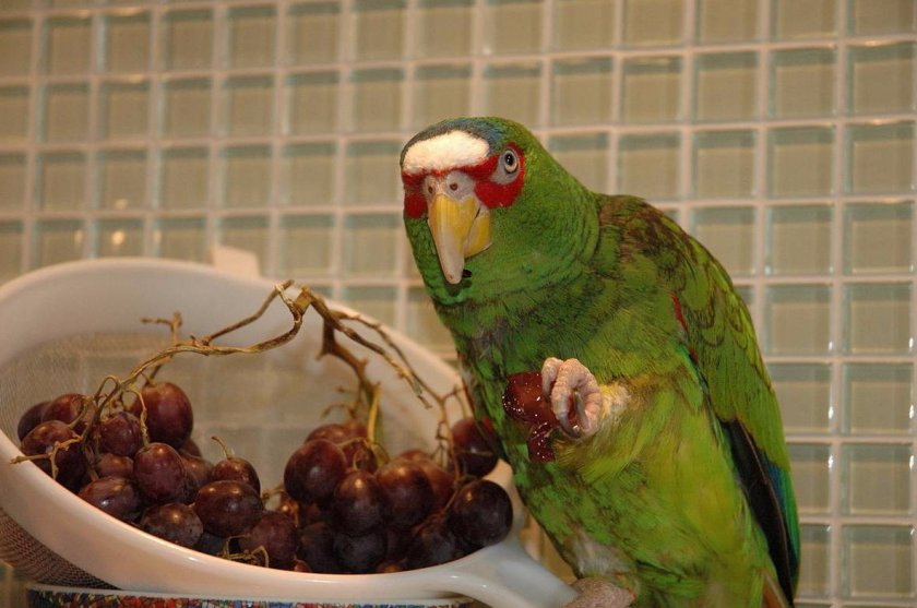 Белолобый амазон Белолобый амазон