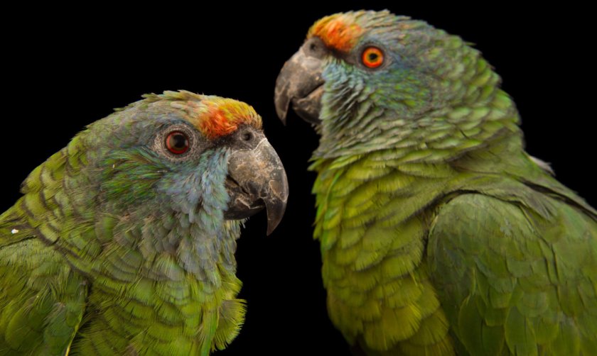 Праздничный амазон Праздничный амазон