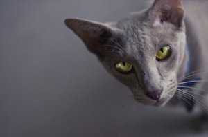 Как Видят Кошки В Темноте Фото