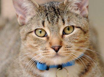 Какие бывают и как лечить кожные болезни у кошек