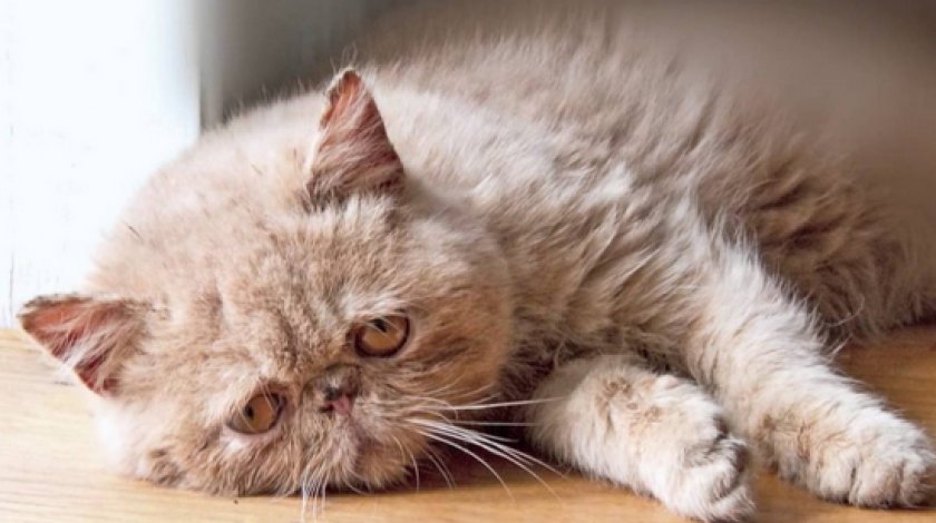 кожные болезни кожные болезни