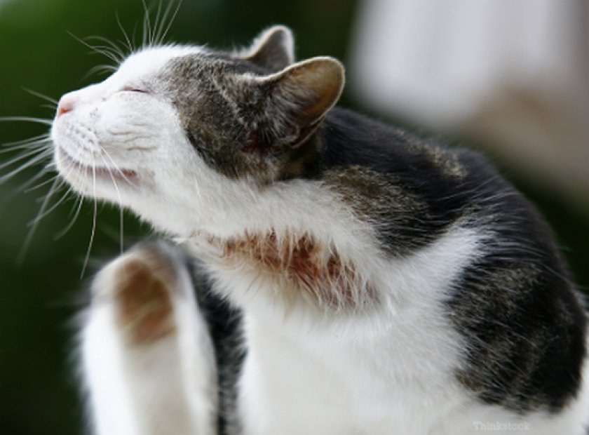 кожные болезни кожные болезни