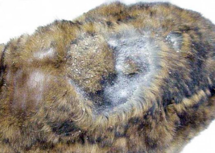 кожные болезни кожные болезни