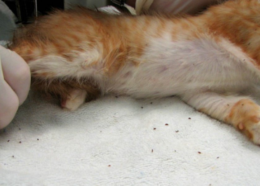 кожные болезни кожные болезни