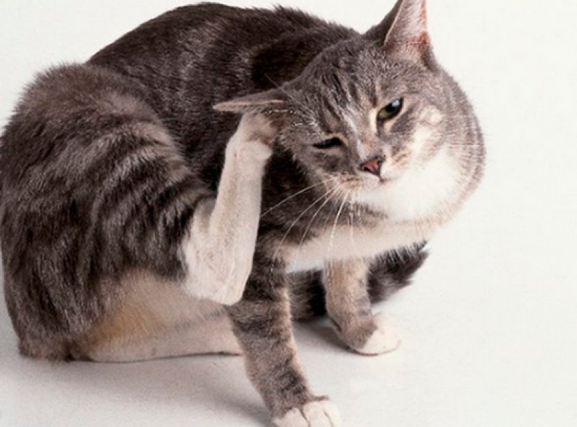 кожные болезни кожные болезни