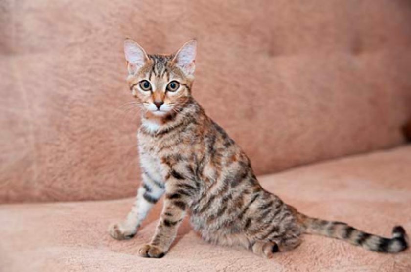 кожные болезни кожные болезни