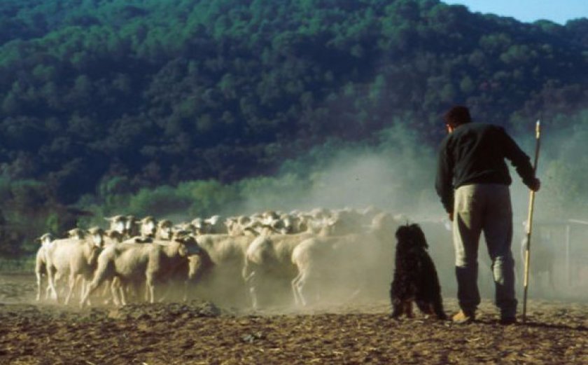 Португальская овчарка Португальская овчарка