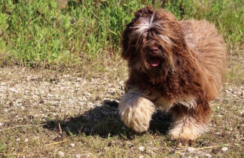 Португальская овчарка