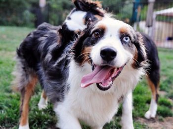 World of Pets Expo Virginia 2020