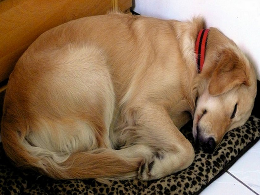 Временного усыпление