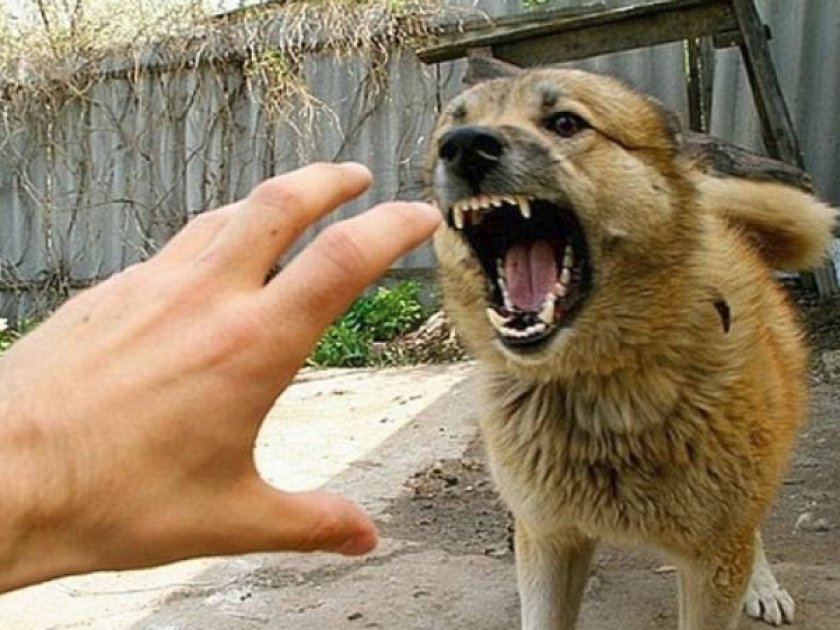 Собака поражена бешенство