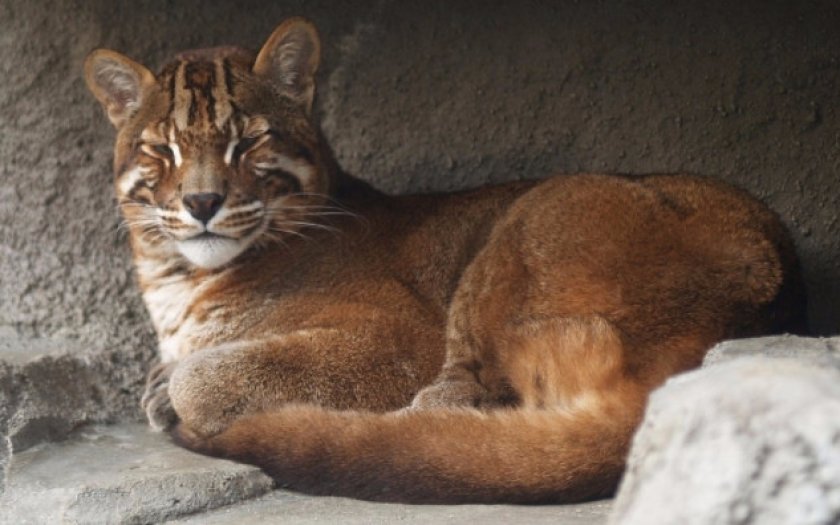 Кошка Темминка