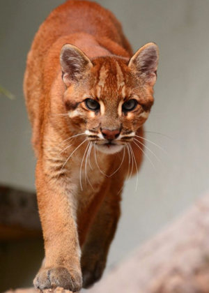 Кошка Темминка