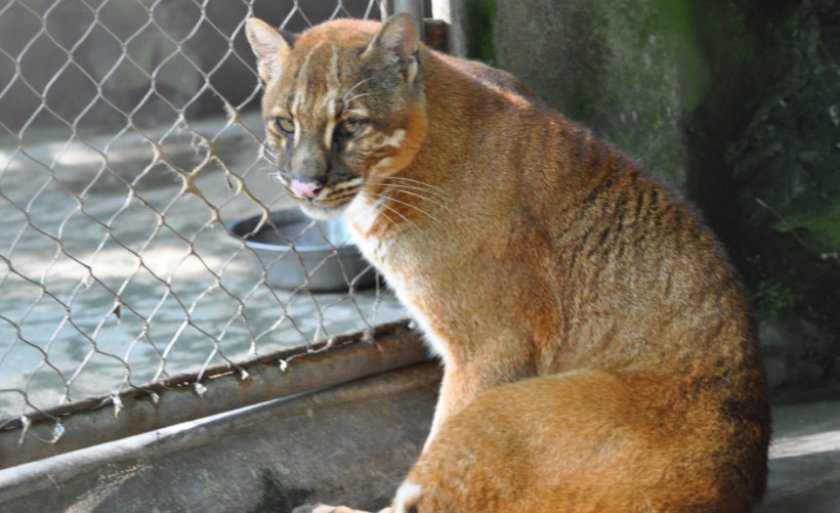 Кошка Темминка