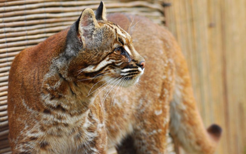 Кошка Темминка