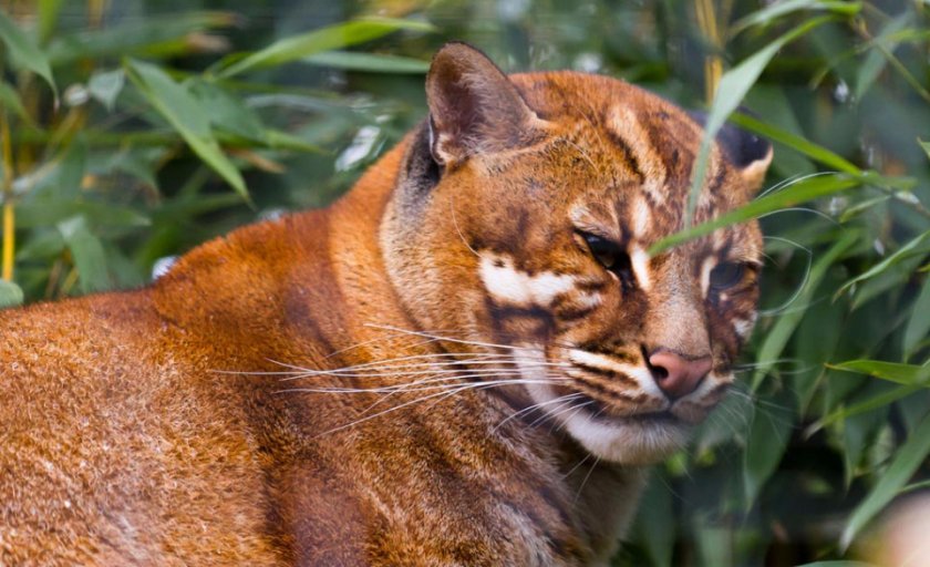 Кошка Темминка