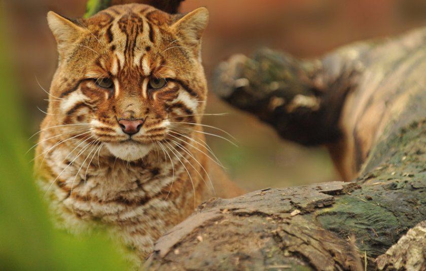 Кошка Темминка