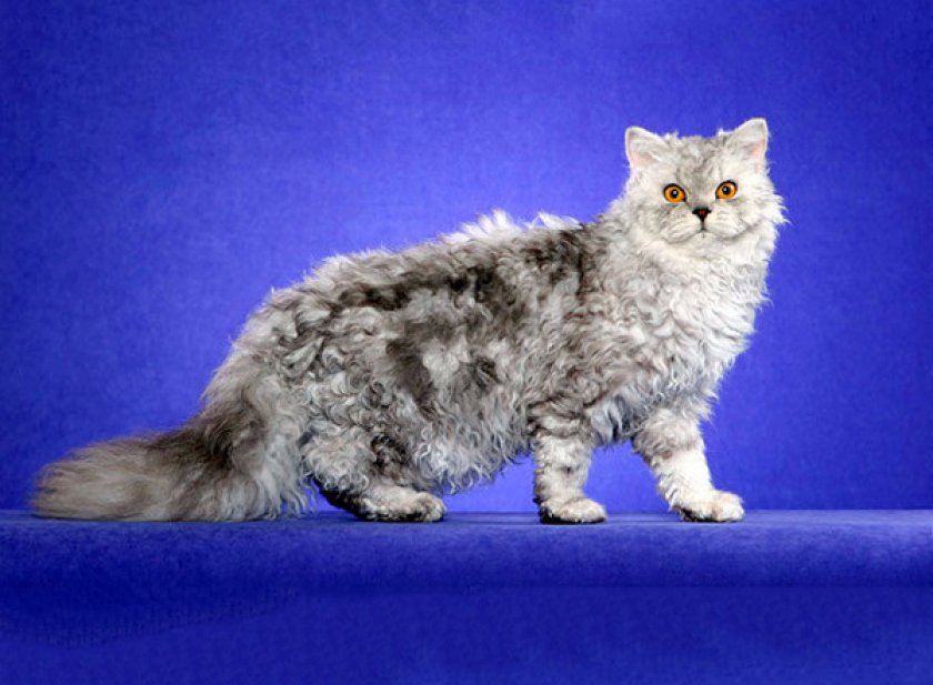 селкирк-рекс