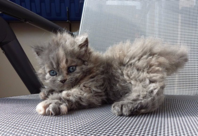 селкирк-рекс