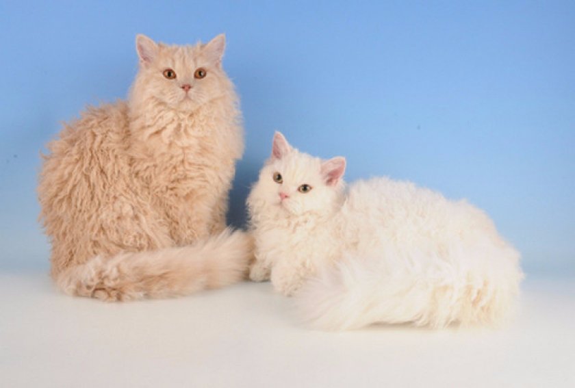 селкирк-рекс