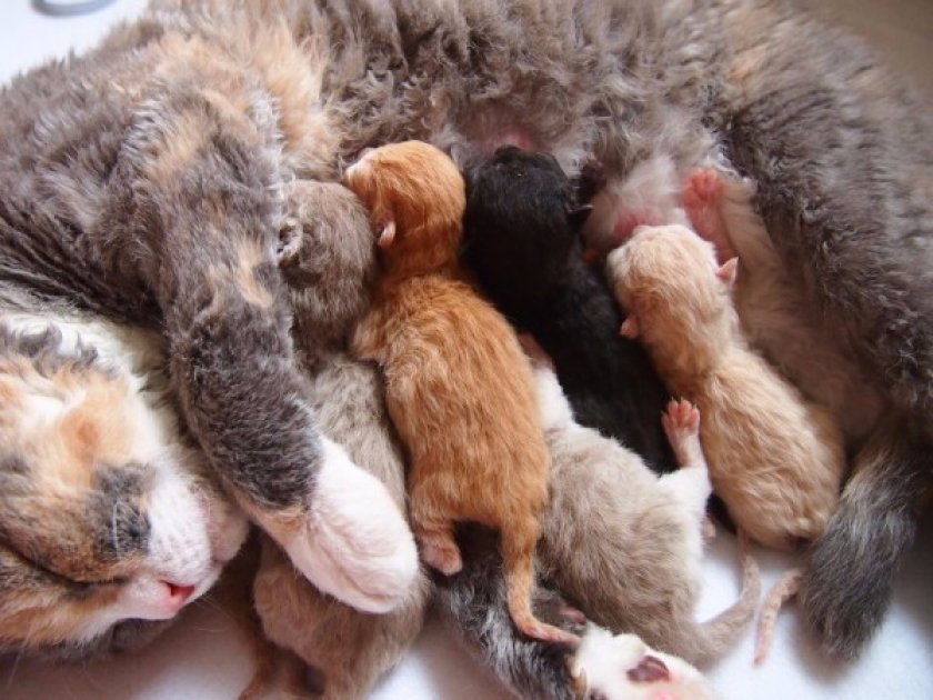 селкирк-рекс