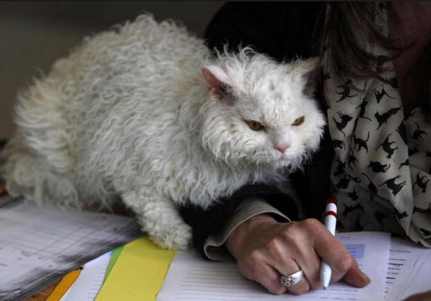 селкирк-рекс