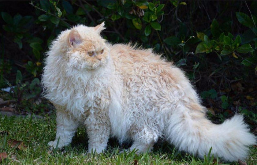 селкирк-рекс