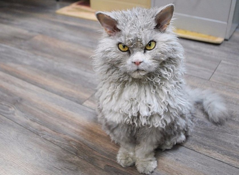 селкирк-рекс