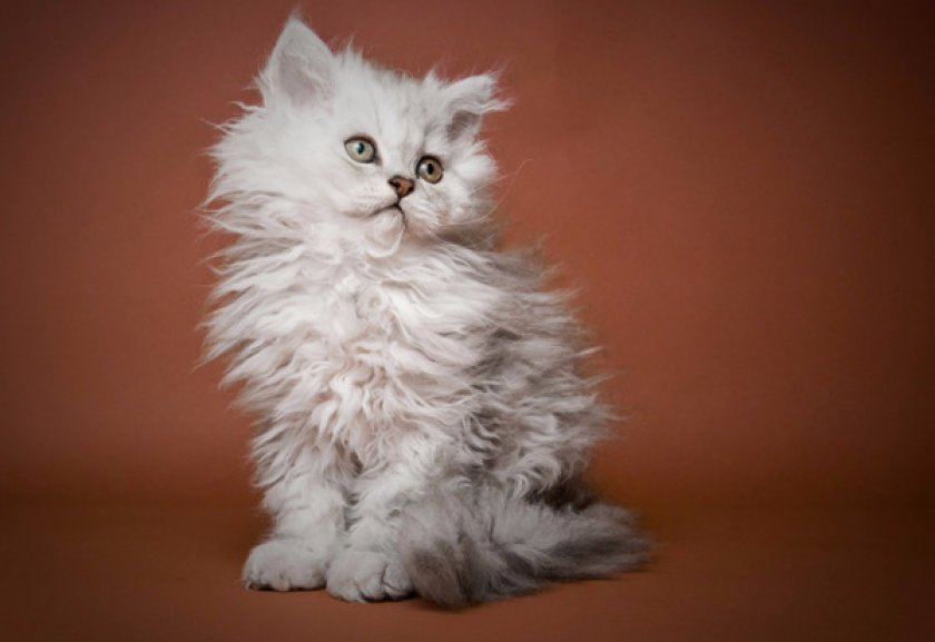 селкирк-рекс