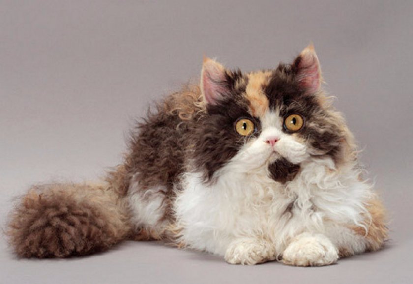 селкирк-рекс