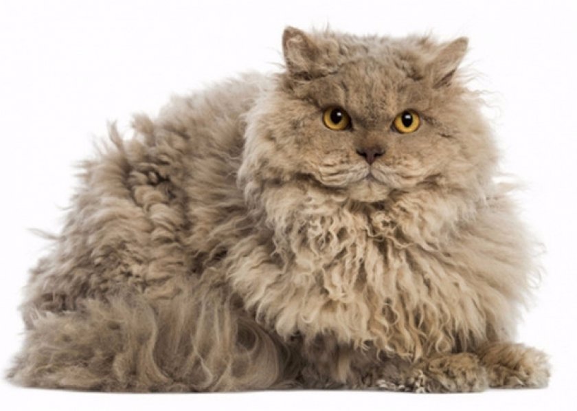 селкирк-рекс