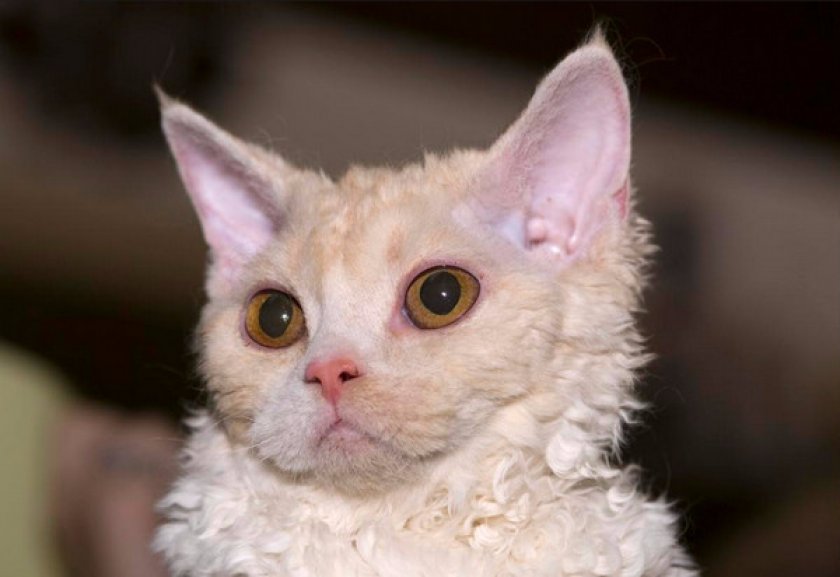 селкирк-рекс