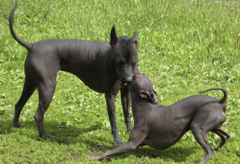 Активность собаки