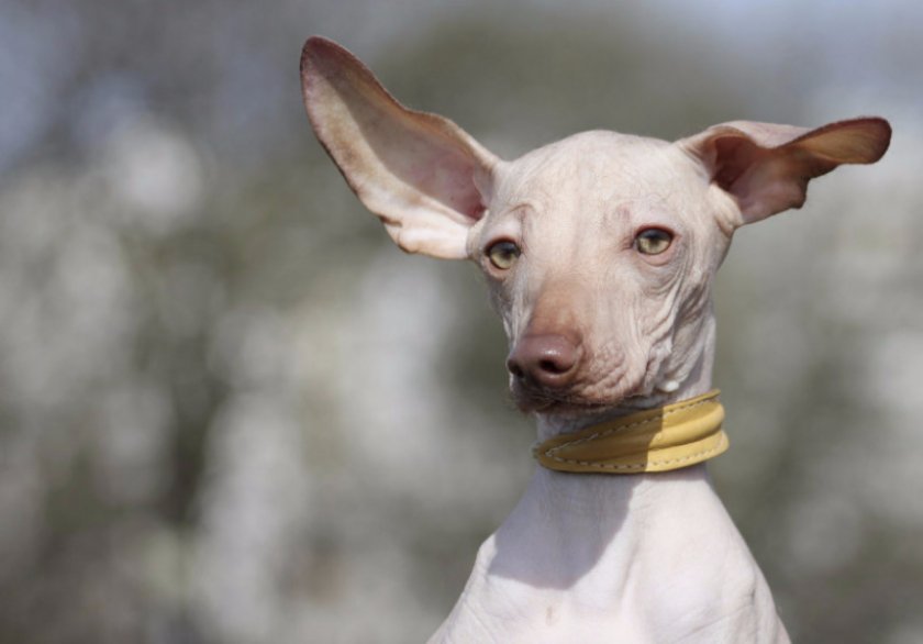 Ксолоитцкуи́нтли