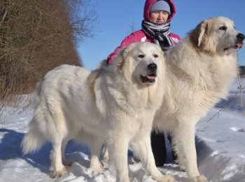 Характеристика породы пиренейская горная собака