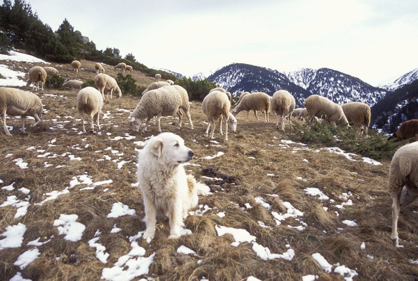 Пиренейская горная собака