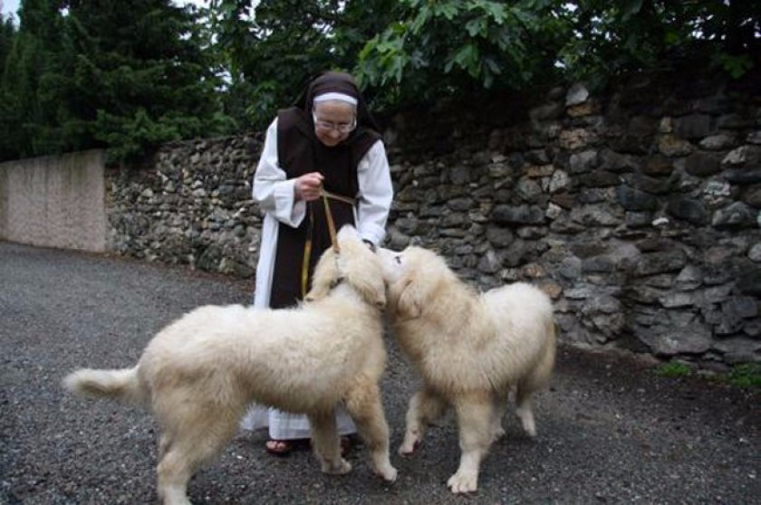 Пиренейская горная собака