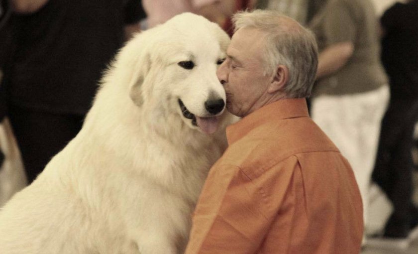 Пиренейская горная собака