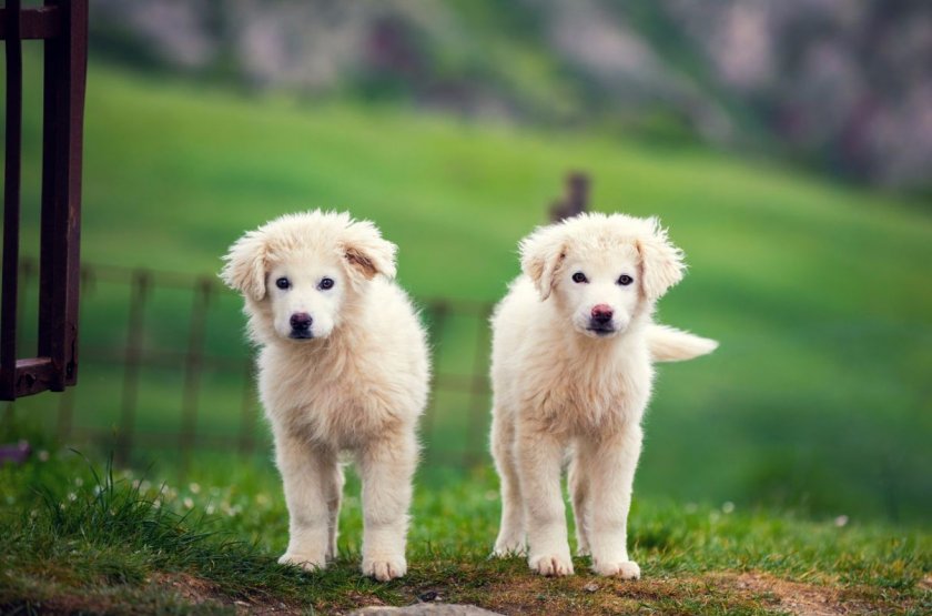 Пиренейская горная собака