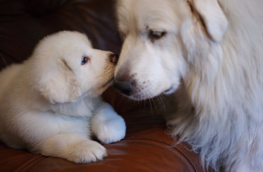 Пиренейская горная собака