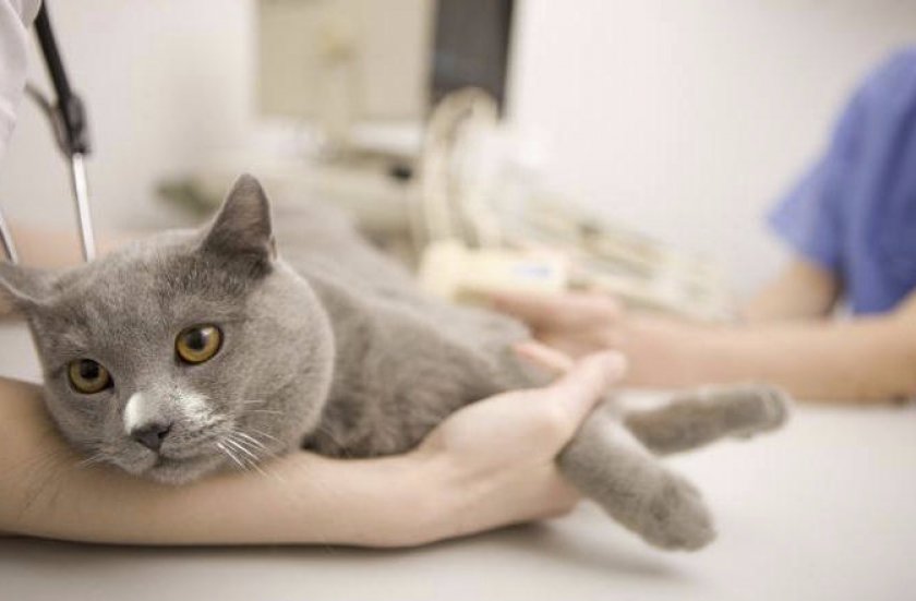 Кошка у ветеринара Кошка у ветеринара