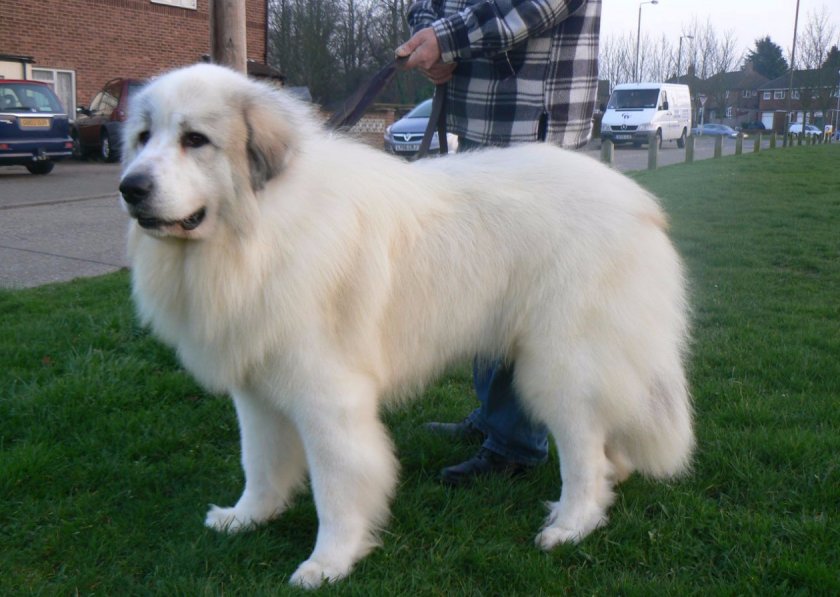 Пиренейская горная собака